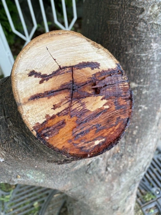 j_iigUd018svc1dvp9fwc1h5ex_avjrcv.jpeg?type=w520