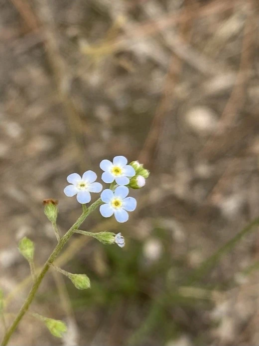 6_eidUd018svclv27phoprxdr_avjrcv.jpeg?type=w520