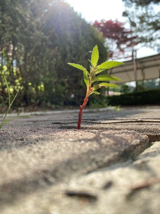 0_6ihUd018svcnz2ga2bwai10_avjrcv.jpeg?type=w520