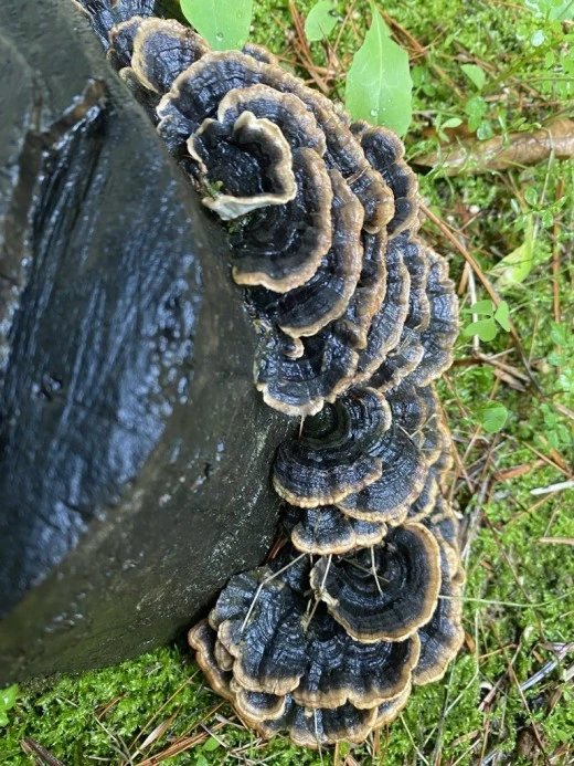 8_7idUd018svc139r8omvvzwi9_avjrcv.jpeg?type=w520