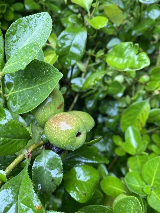 8_4idUd018svcoom4vkdee8hn_avjrcv.jpeg?type=w520