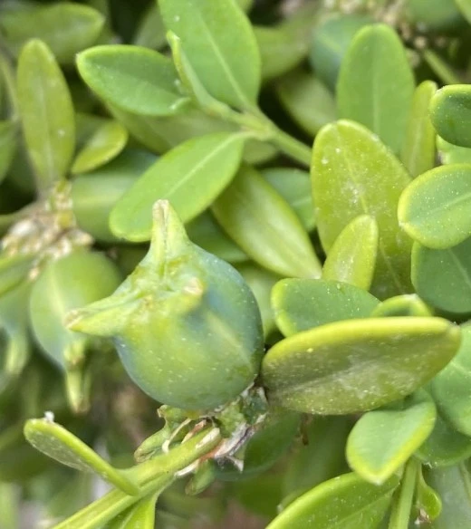 e_giaUd018svcfrsv6gzy7mg4_avjrcv.jpeg?type=w520