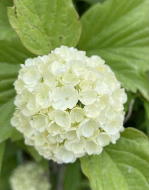 e_hiaUd018svc1mnagibd318zh_avjrcv.jpeg?type=w520