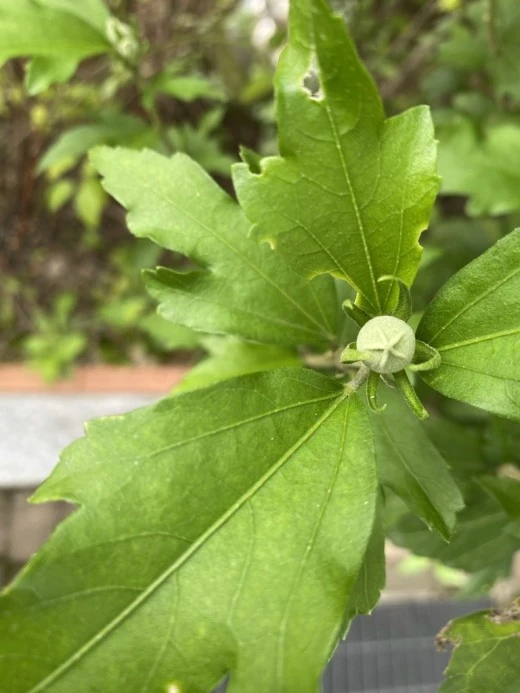 8_5j0Ud018svc131ql6b8zptmu_avjrcv.jpeg?type=w520