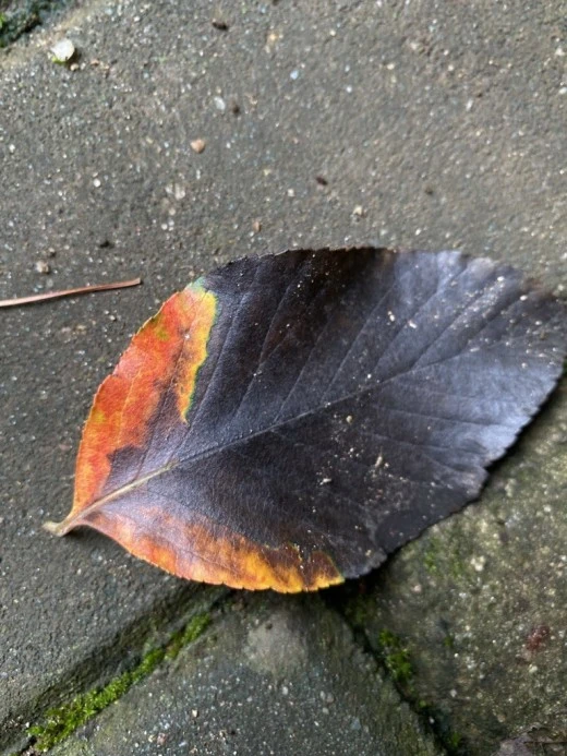 8_5j0Ud018svc1kkfhmoe6b7wh_avjrcv.jpeg?type=w520