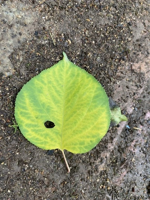 0_1ihUd018svcgmdoebde2siu_avjrcv.jpeg?type=w520