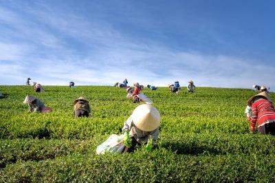 pexels-quang-nguyen-vinh-222549-2131784.jpg?type=w1