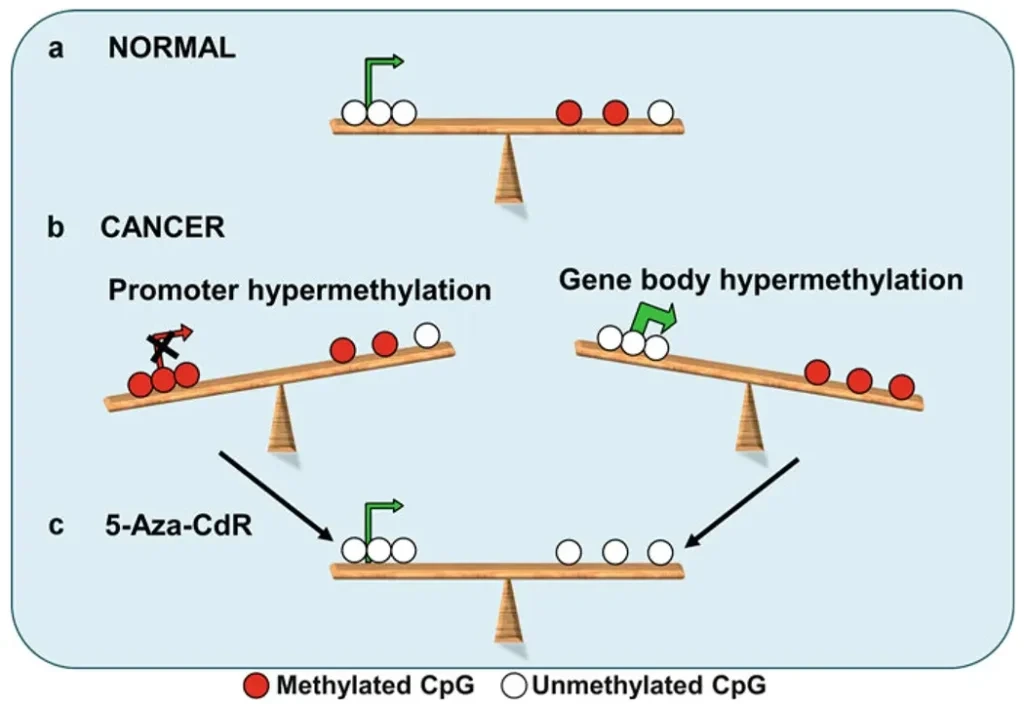 dnamethylation-%EB%8B%A4%EC%9D%8C%EC%97%90%EC%84%9C-%EB%B3%80%ED%99%98-jpeg-2-1024x707.webp