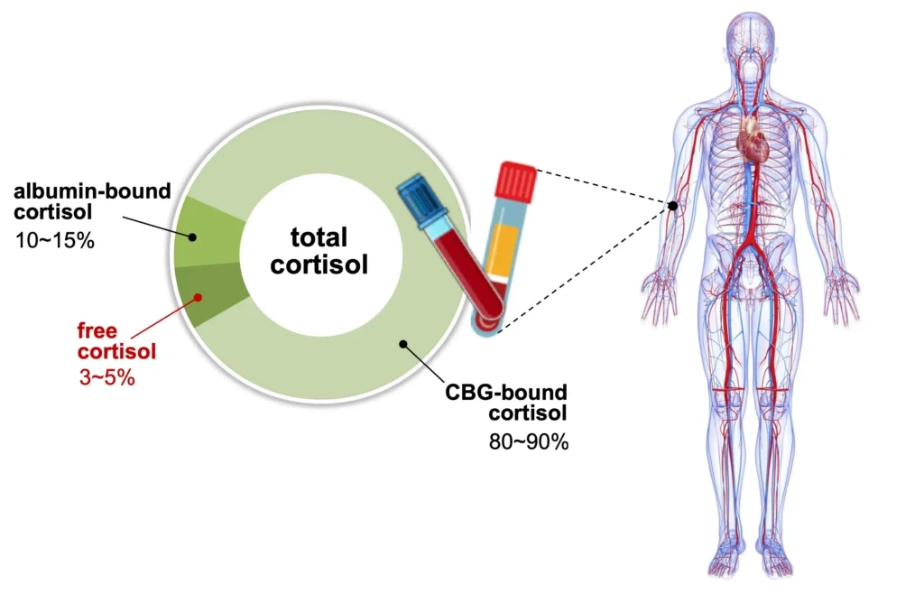 cortisol3-%EB%8B%A4%EC%9D%8C%EC%97%90%EC%84%9C-%EB%B3%80%ED%99%98-jpeg-1024x658.webp