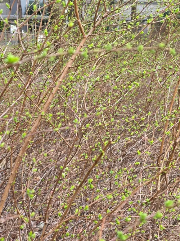 900%EF%BC%BF20250320%EF%BC%BF121400.jpg?type=w580