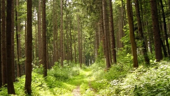 %EC%9E%90%EC%97%B0.jpg?type=w3