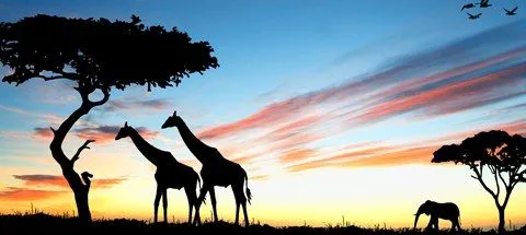 KR_Online_fares_to_Africa_480x215_tcm264-812017.jpg?type=w3