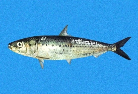 Sardinops_sagax_sagax%2CI_RR2452.jpg?type=w3