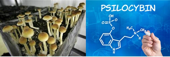 %EB%B2%84%EC%84%AF%EC%9D%9820%EC%82%AC%EC%9D%BC%EB%A1%9C%EC%82%AC%EC%9D%B4%EB%B9%88.jpg?type=w3