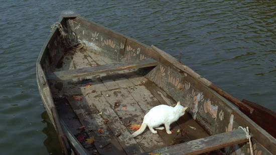 %EA%B3%A0%EC%96%91%EC%9D%B4.png?type=w3