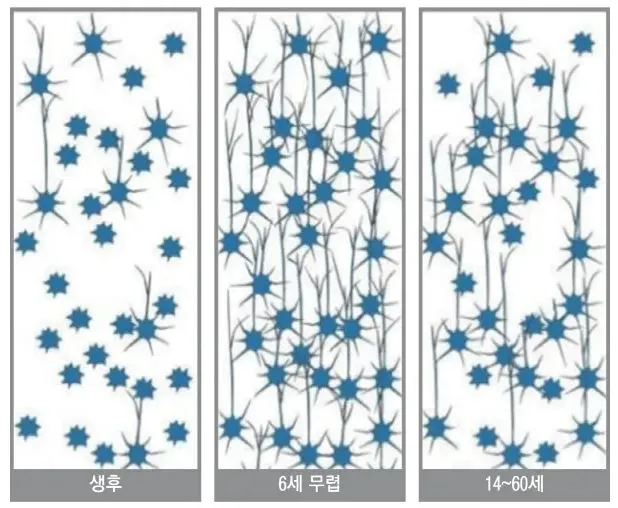 시냅스 가지치기.JPG