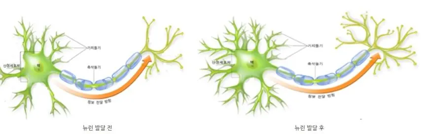 뉴런 발달 전후.JPG