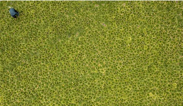 청산도의 봄동.JPG