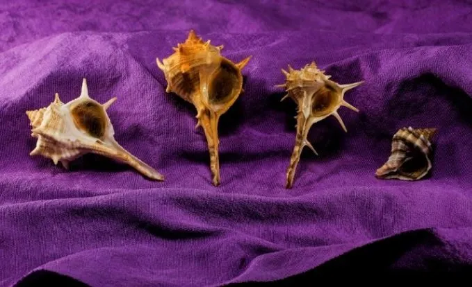 뮤렉스 달팽이.JPG