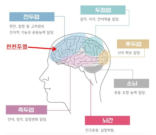 전전두엽.JPG