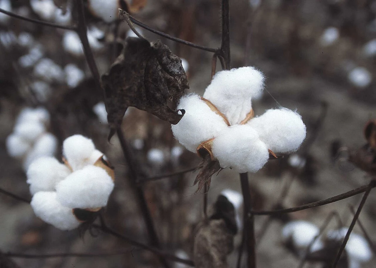 1280px-CottonPlant.JPG