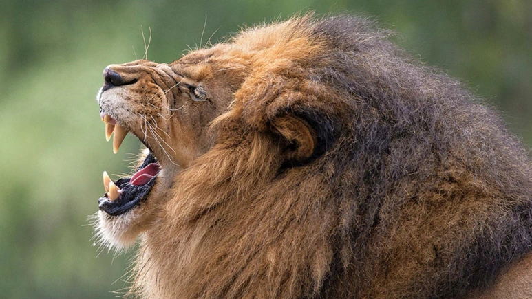 %EC%82%AC%EC%9E%90.PNG?type=w773