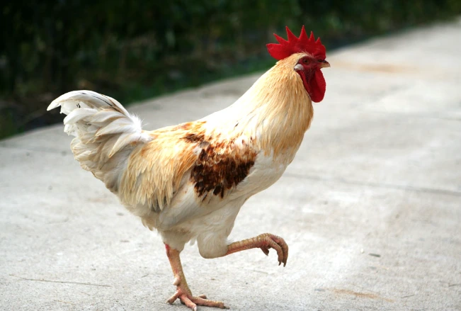 %EC%B9%98%ED%82%A8.PNG?type=w773