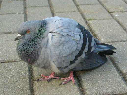 %EB%8B%AD%EB%91%98%EA%B8%B0.PNG?type=w773