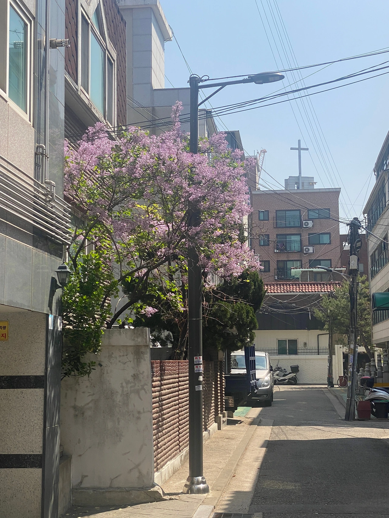 20250411_라일락1.JPG