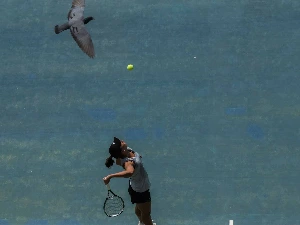 Bird-overhead-on-tennis-court-well-played.jpg?v=1568599953