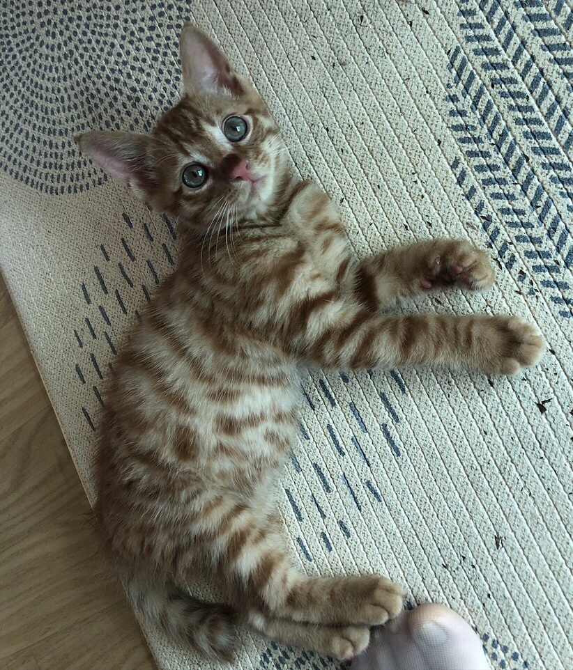 output_2577554011.jpg?type=w1