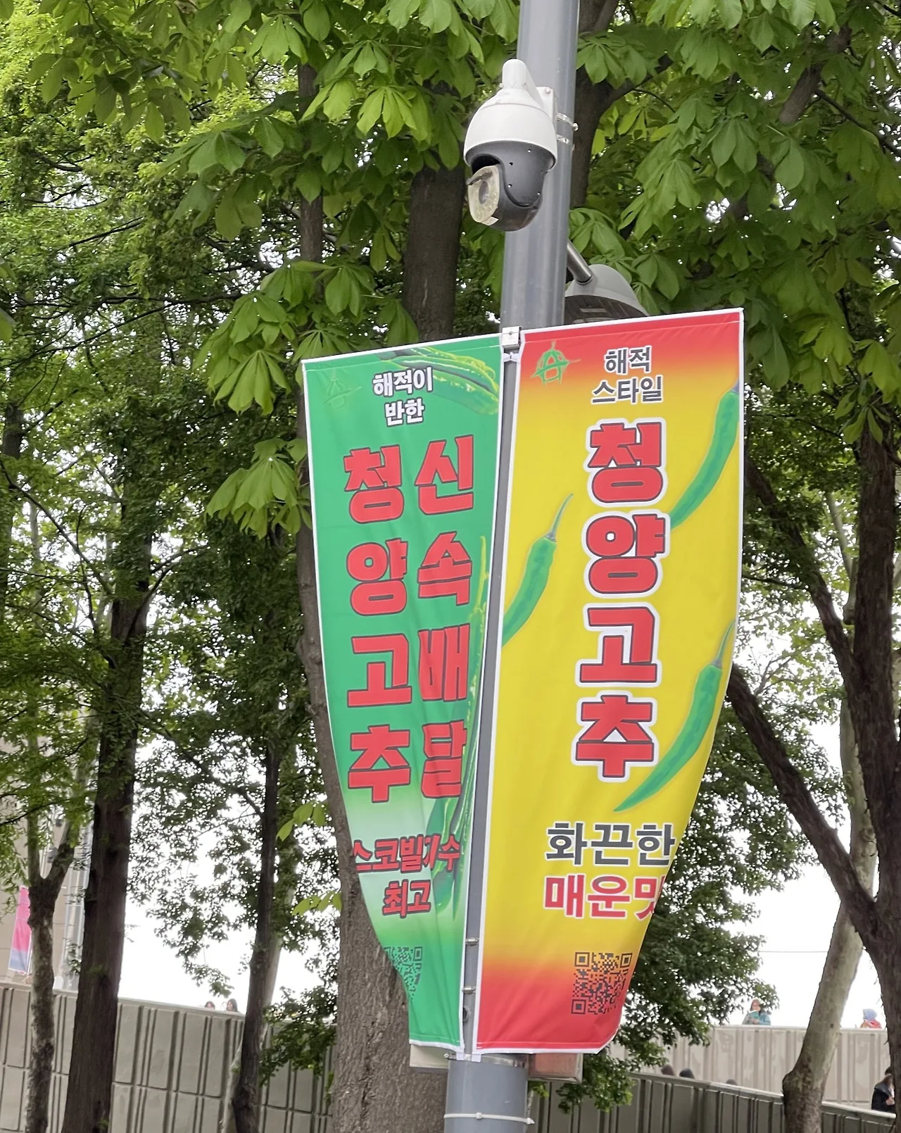 에이티즈_청양고추 1.jpeg