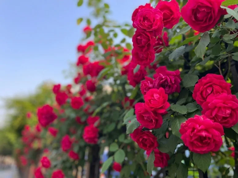 1652912885884.jpg?type=w773