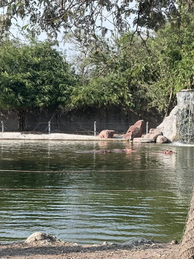 IMG_7381.jpg?type=w773