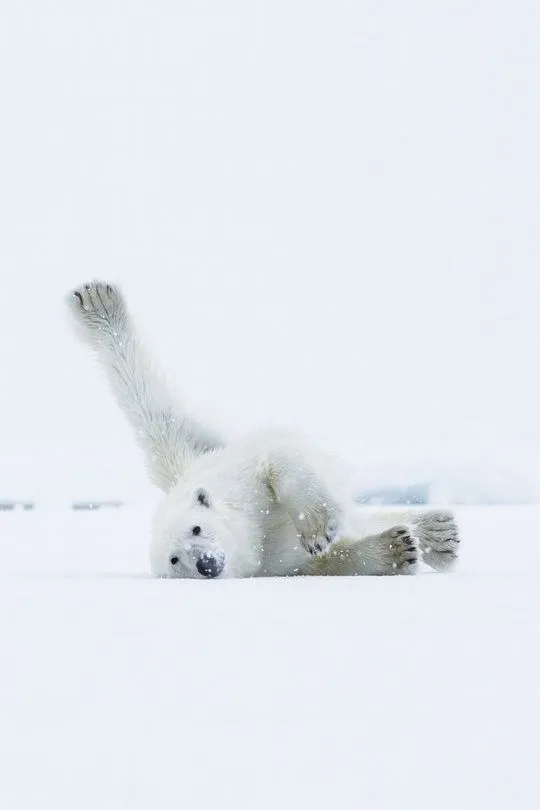 북극곰 2.jpeg