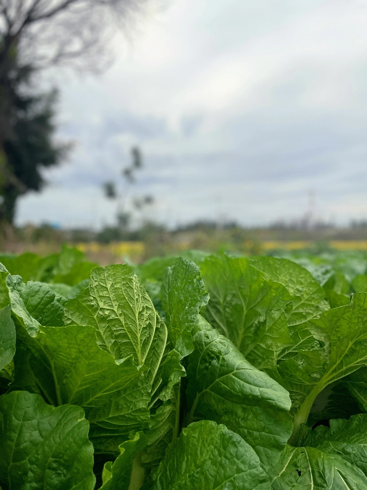 시부야 배추밭 1.JPG