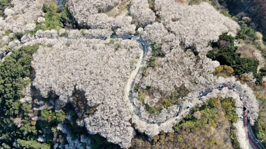 황령산 벚꽃_2.JPG