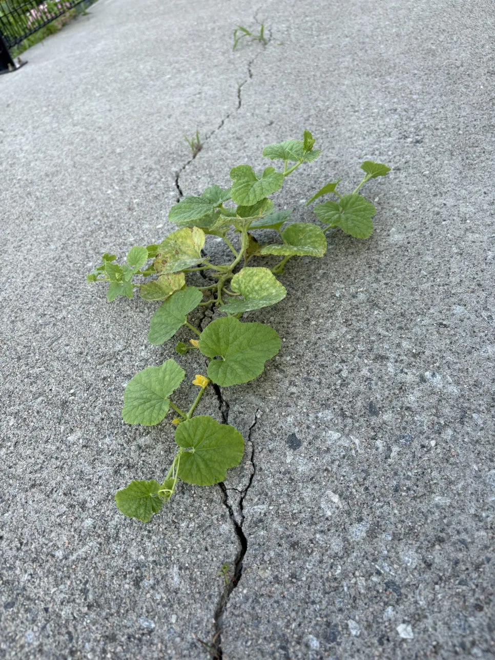 %ED%98%B8%EB%B0%95.JPG?type=w966