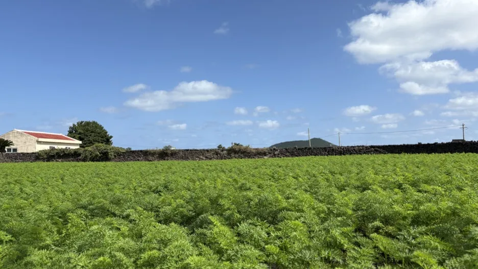 IMG_3720.JPG?type=w1