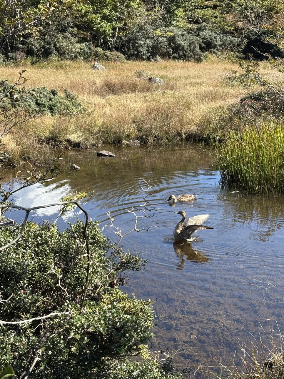 %ED%95%9C%EB%9D%BC%EC%82%B01100%EA%B3%A0%EC%A7%80%EC%8A%B5%EC%A7%807.JPG?type=w966