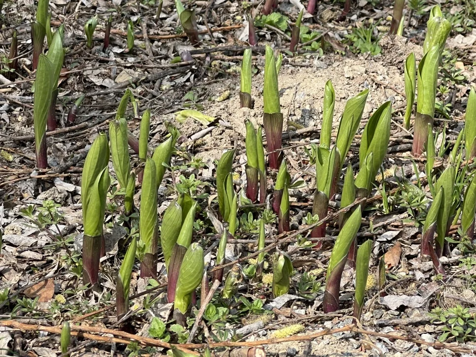 %EA%B8%80%EC%84%BC%ED%8B%B0%EB%B8%8C%EC%B1%85%EC%93%B0%EA%B8%B0%EC%8A%A4%EC%BF%A8%ED%95%84%EC%82%AC1%EA%B9%80%EC%A2%85%EC%9B%9032.JPG?type=w966