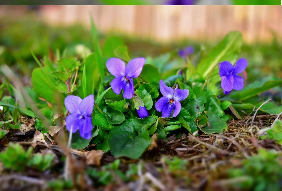 %EC%A0%9C%EB%B9%84%EA%BD%83_%EA%B0%99%EC%9D%80_%EC%82%B6_%EB%A6%B0%EC%B9%98%ED%95%80_%EC%84%9C%ED%8F%89_%EC%9D%B8%EC%83%9D_(1).jpg?type=w966