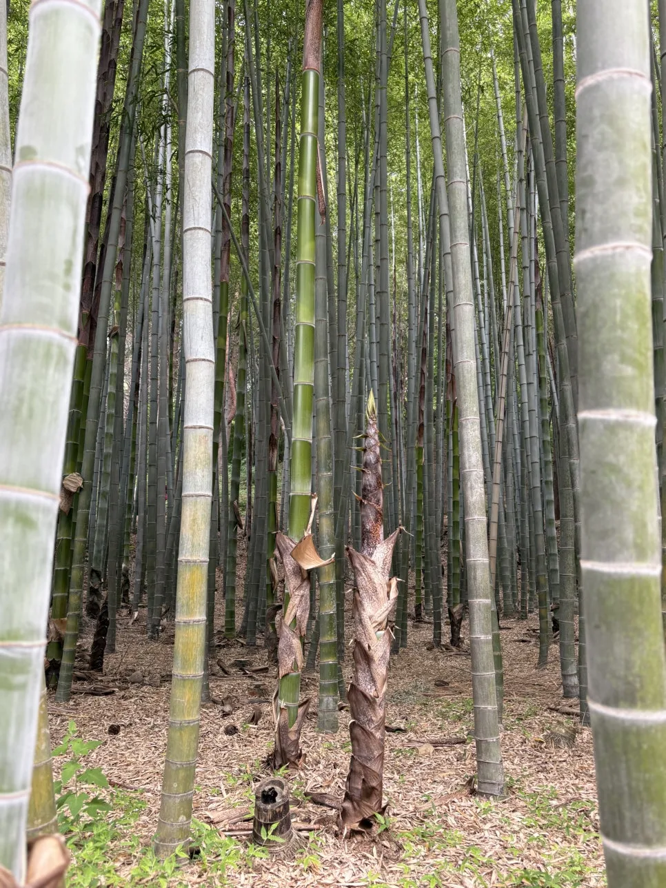 IMG_0514.jpeg?type=w966