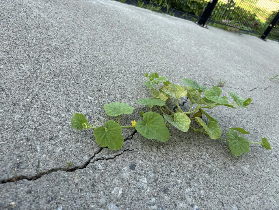 IMG_2020.JPG?type=w966