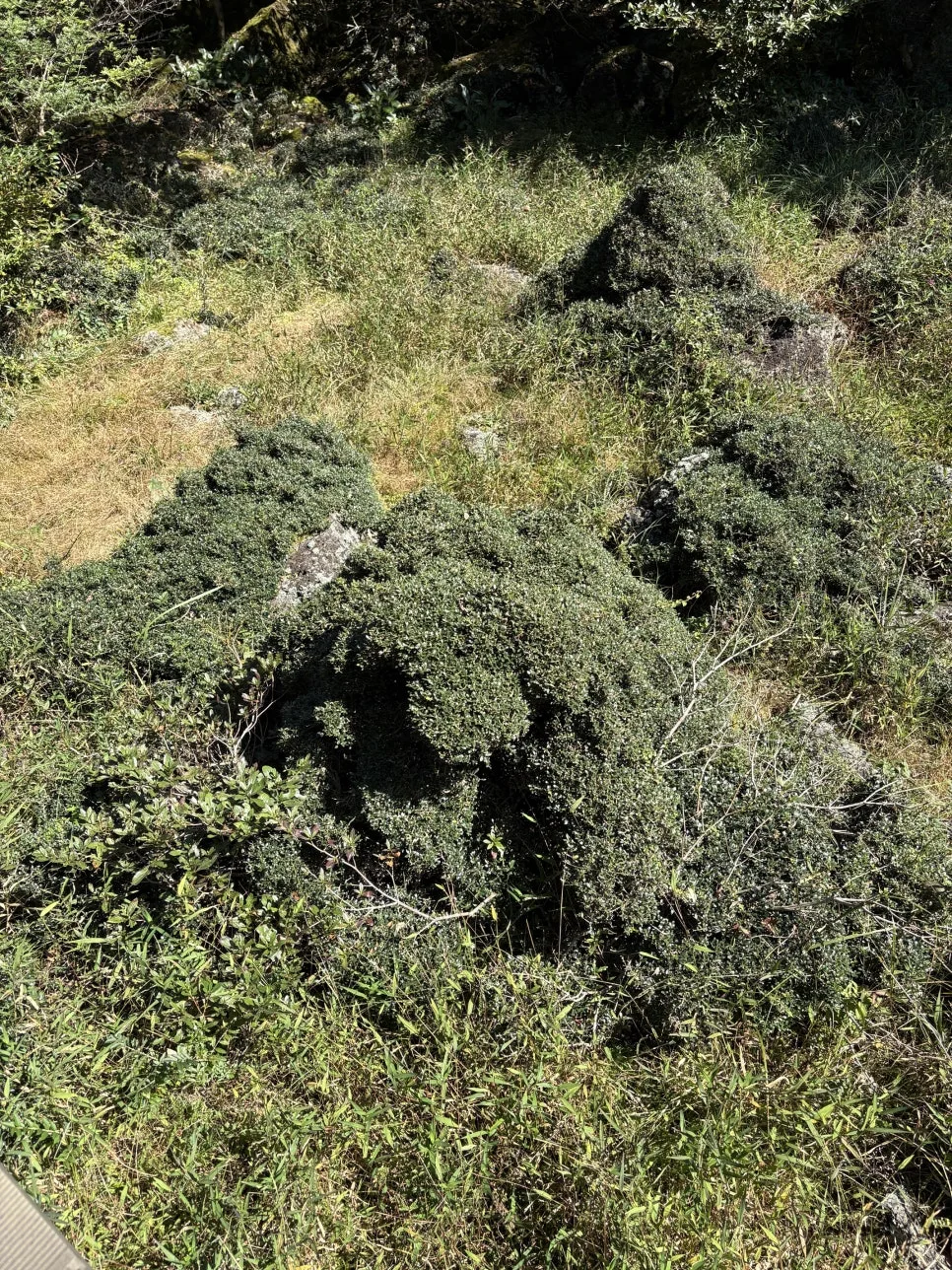 %ED%95%9C%EB%9D%BC%EC%82%B01100%EA%B3%A0%EC%A7%80%EC%8A%B5%EC%A7%8013.JPG?type=w966