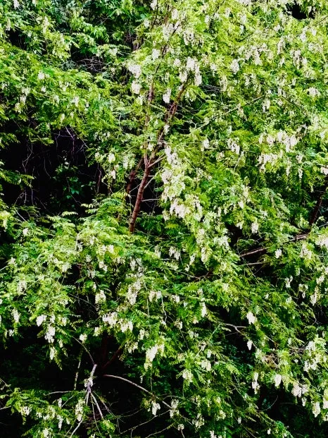 IMG_0294_2.JPG?type=w466