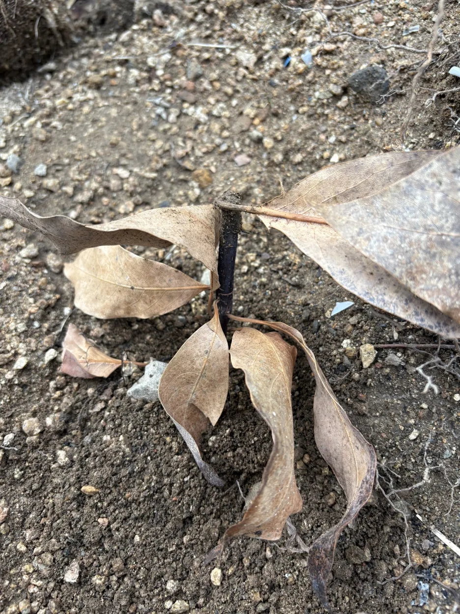 IMG_2342.jpeg?type=w1