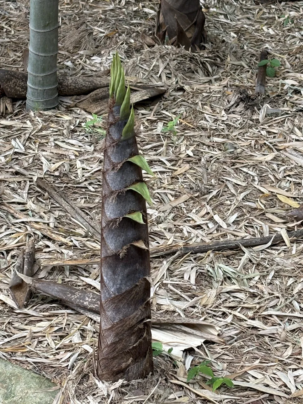 IMG_0515.jpeg?type=w966