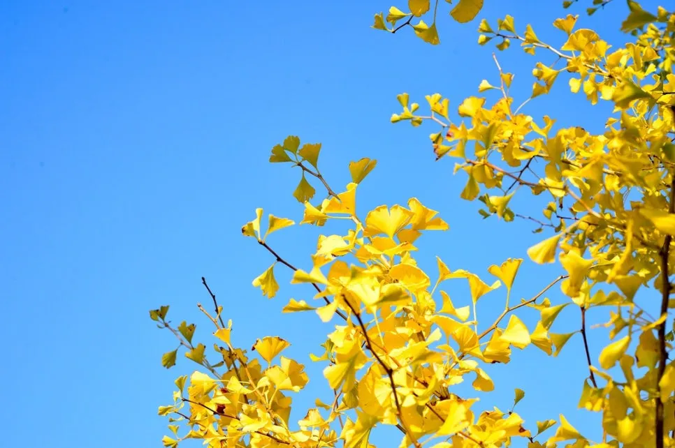 %EC%9D%B8%EC%83%9D%EC%9D%80%EB%8B%A4%EC%B4%88%EC%A0%90%EB%A0%8C%EC%A6%88_(1).jpg?type=w966