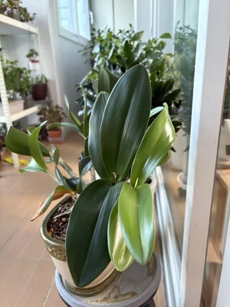 IMG_2054.JPG?type=w466